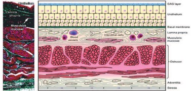 Поперечное сечение уротелия, состоящее из трех слоев