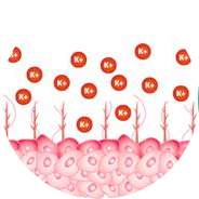 Уролайф протектор слизистой мочевого пузыря противопоказания